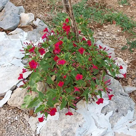 アパート Sostaric Vrh