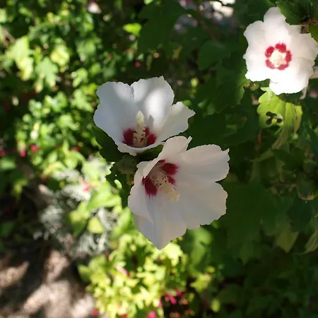 Sostaric アパート Vrh